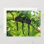 Ring-tails Lemur #3 Postkarte (Vorne/Hinten)