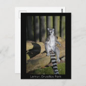 Ring Tails Lemur Drusillas Park Postkarte (Vorne/Hinten)