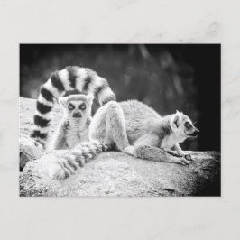 Ring-Tails Lemur Postkarte