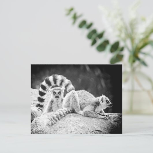 Ring-Tails Lemur Postkarte (Stehend Vorderseite)