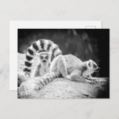 Ring-Tails Lemur Postkarte (Vorne/Hinten)