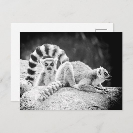Ring-Tails Lemur Postkarte (Vorne/Hinten)