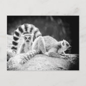 Ring-Tails Lemur Postkarte (Vorderseite)