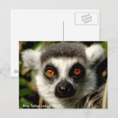 Ring-Tails Lemur Postkarte (Vorne/Hinten)