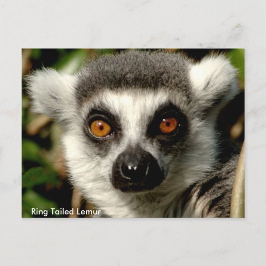 Ring-Tails Lemur Postkarte (Vorderseite)