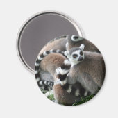 Ring Tails Lemurs Magnet (Vorderseite/Rückseite)