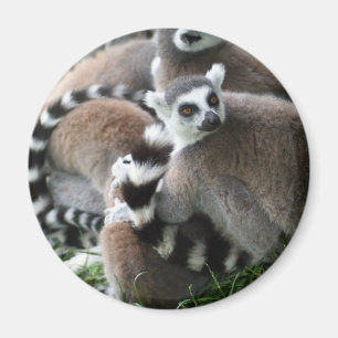 Ring Tails Lemurs Magnet