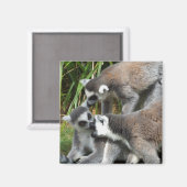 Ring Tails Lemurs Magnet (Vorderseite/Rückseite)
