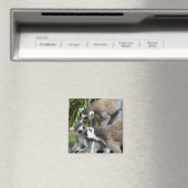 Ring Tails Lemurs Magnet (In Situ (Geschirrspüler))