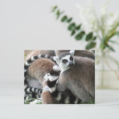 Ring Tails Lemurs Postkarte (Stehend Vorderseite)