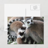 Ring Tails Lemurs Postkarte (Vorne/Hinten)