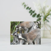 Ring Tails Lemurs Postkarte (Stehend Vorderseite)