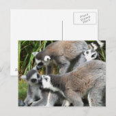 Ring Tails Lemurs Postkarte (Vorne/Hinten)