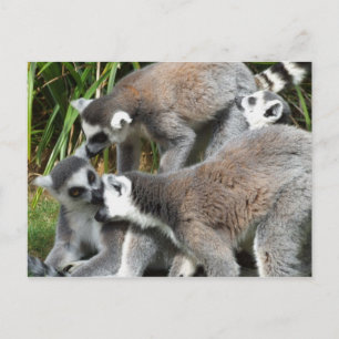 Ring Tails Lemurs Postkarte