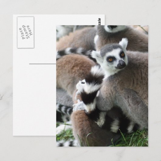 Ring Tails Lemurs Postkarte (Vorne/Hinten)