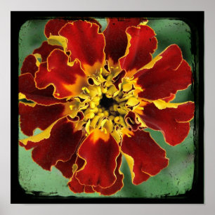 Ringelblume 2 poster