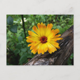 Ringelblume im Wald Postkarte