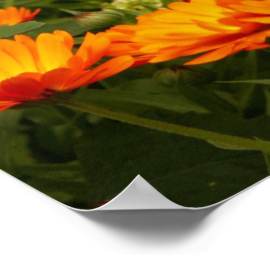 Ringelblume Poster (Ecke)