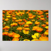 Ringelblume Poster (Vorne)