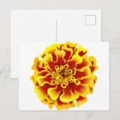Ringelblume Postkarte (Vorne/Hinten)