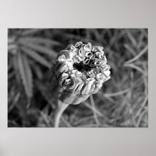 Ringelblumen-Blüte Poster