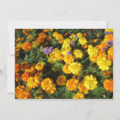 Ringelblumen Feiertagskarte (Vorderseite)