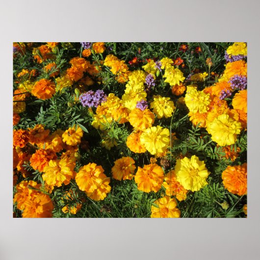 Ringelblumen Poster (Vorne)