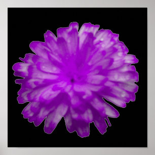 Ringelblumenposter in Lila Poster