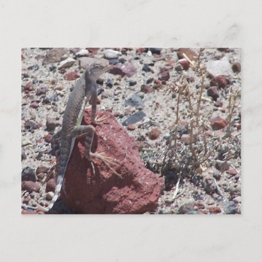 Ringeleise Postkarte (Vorderseite)