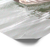 Ringelgans-Foto-Poster Poster (Ecke)