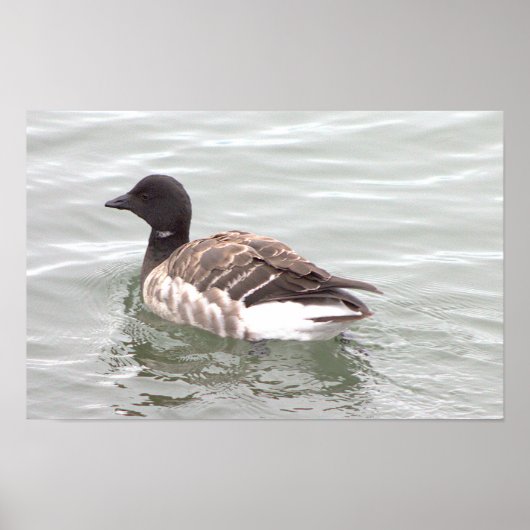 Ringelgans-Foto-Poster Poster (Vorne)