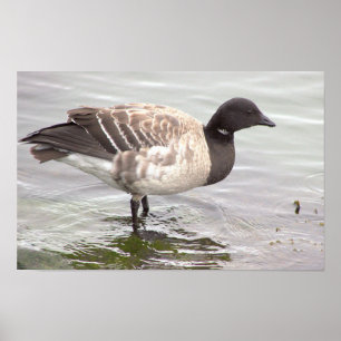 Ringelgans-Foto-Poster Poster
