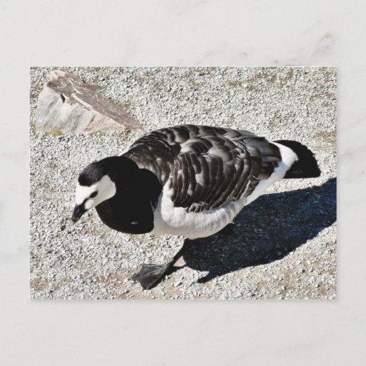 Ringelgans Tier Postkarte (Vorderseite)