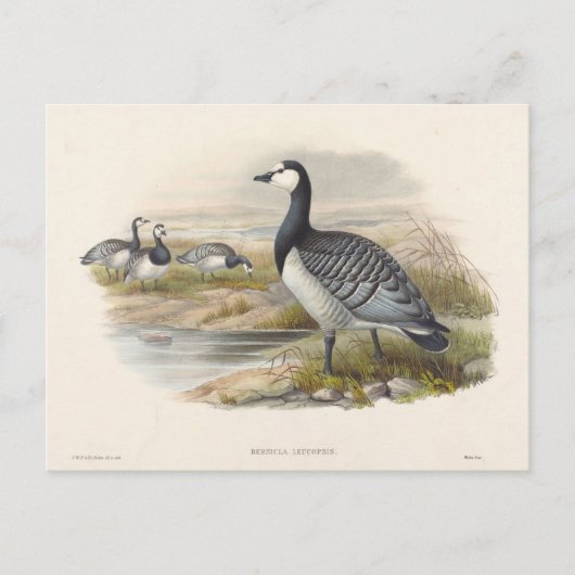 Ringelgans von Joseph Wolf Postkarte (Vorderseite)