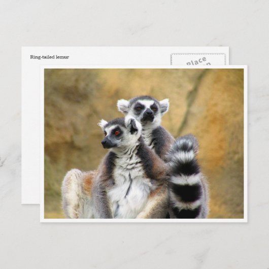 Ringelmagen-Liebe Postkarte (Vorne/Hinten)