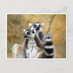 Ringelmagen-Liebe Postkarte