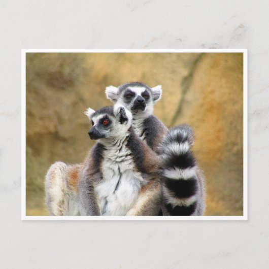 Ringelmagen-Liebe Postkarte (Vorderseite)