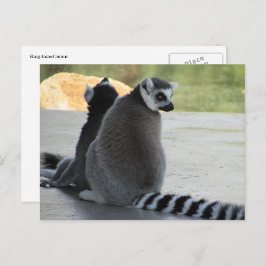 Ringelmagen Postkarte (Vorne/Hinten)