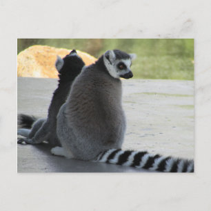 Ringelmagen Postkarte