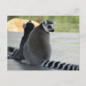 Ringelmagen Postkarte (Vorderseite)