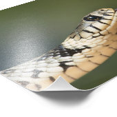 Ringelnatter Fotodruck (Ecke)