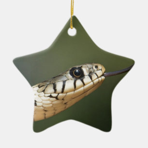 Ringelnatter Keramikornament