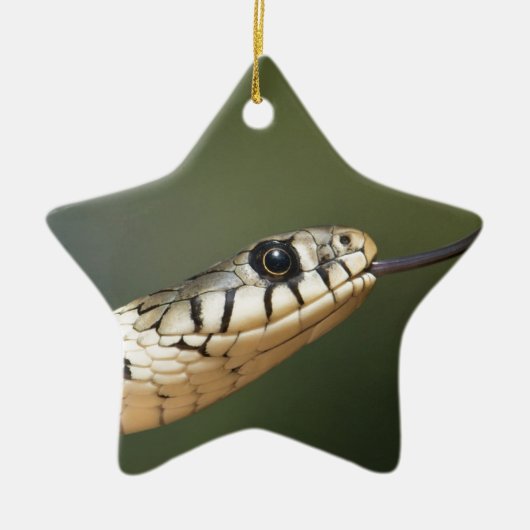Ringelnatter Keramikornament (Vorne)
