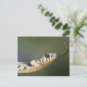 Ringelnatter Postkarte (Stehend Vorderseite)