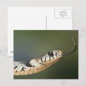 Ringelnatter Postkarte (Vorne/Hinten)