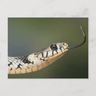 Ringelnatter Postkarte