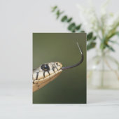 Ringelnatter Postkarte (Stehend Vorderseite)