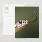 Ringelnatter Postkarte (Vorne/Hinten)