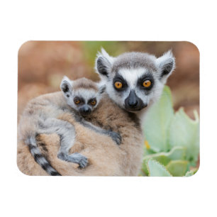 Ringelschwanzmaki-Baby auf dem Rücken seiner Mutte Magnet