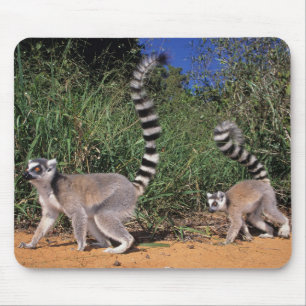 Ringelschwanzmakis (Lemur Catta), Berenty Mousepad